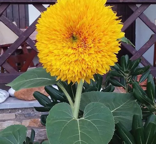 Guest house Olga Paltsi Paltsi Pilion